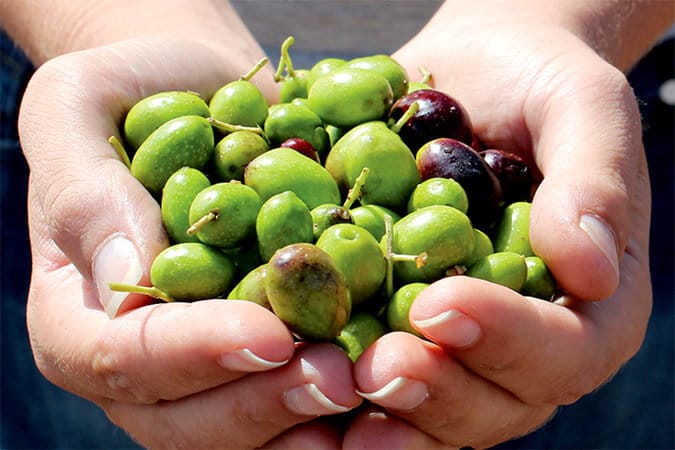 Your label olives in hands